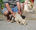 Χίος: Σκύλος προσπάθησε να σώσει το τετράποδο αδερφάκι του που έφαγε φόλα